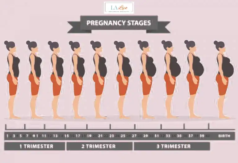First Trimester (Weeks 1–12): Early Changes You Might Not Notice Bedford